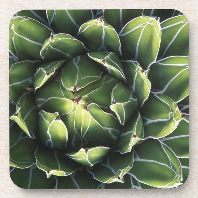 N.A., USA, Arizona, Tucson, Sonora Desert Drink Coaster (Front)