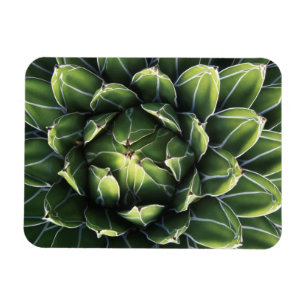 N.A., USA, Arizona, Tucson, Sonora Desert Magnet