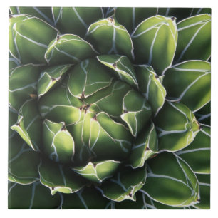 N.A., USA, Arizona, Tucson, Sonora Desert Tile