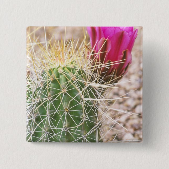 N.A., USA, AZ, Phoenix, Desert Botanical Pinback Button (Front)