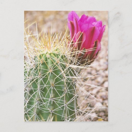 NA USA AZ Phoenix Desert Botanical Postcard