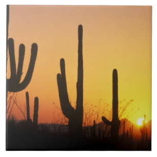 N.A., USA, AZ, Saguaro NP, Saguaro Sunset Tile