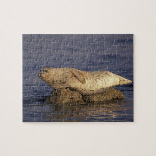 N.A., USA, California, Monterey. Harbor Seal Jigsaw Puzzle