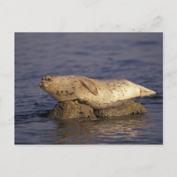 N.a.  Usa  California  Monterey.  Harbor Seal Postcard by theworldofanimals at Zazzle