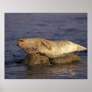 N.A., USA, California, Monterey.  Harbor Seal Poster