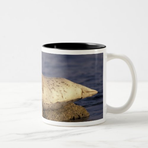 NA USA California Monterey  Harbor Seal Two_Tone Coffee Mug