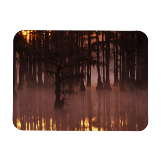 N.A., USA, Georgia, George Smith State Park. Magnet (Horizontal)