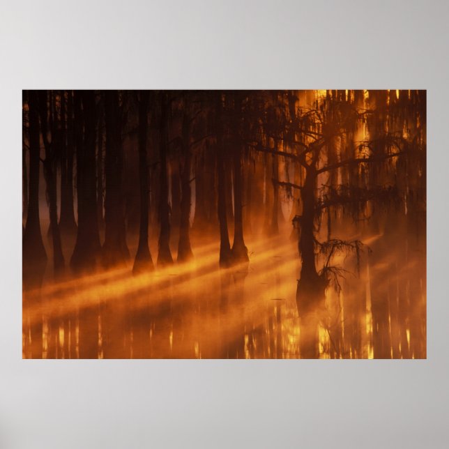 N.A., USA, Georgia, George Smith State Park. Poster (Front)