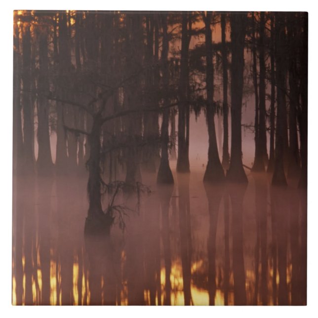 N.A., USA, Georgia, George Smith State Park. Tile (Front)