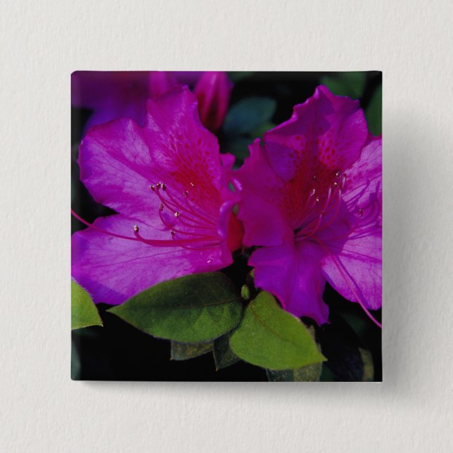 N.A. USA, Georgia, Savannah. Azalea in bloom. Button (Front)
