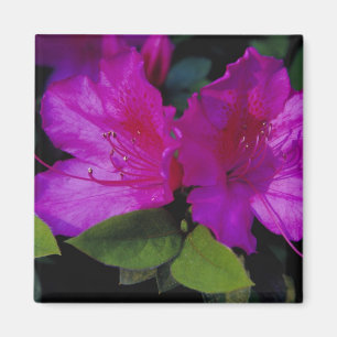 N.A. USA, Georgia, Savannah. Azalea in bloom. Magnet