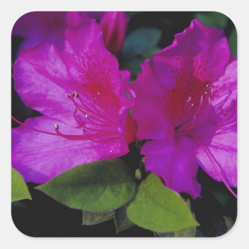 NA USA Georgia Savannah Azalea in bloom Square Sticker