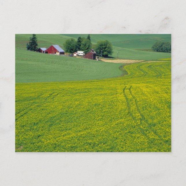 N.A., USA, Idaho, Latah County, near Genesee. Postcard (Front)