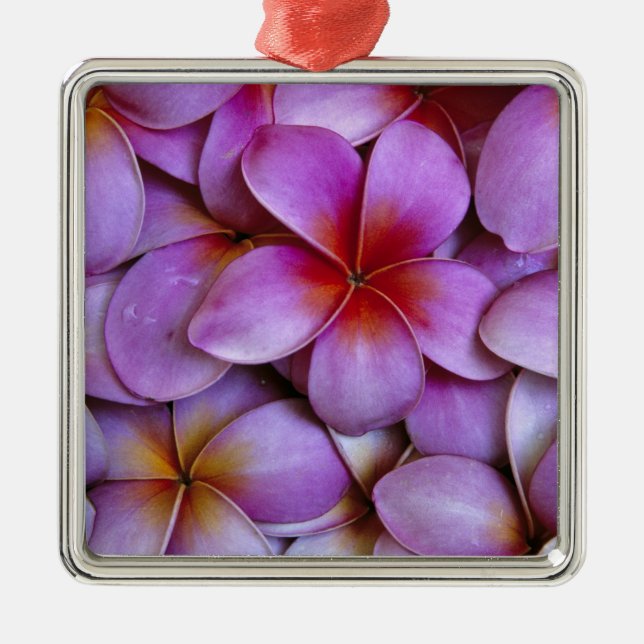 N.A., USA, Maui, Hawaii. Pink Plumeria blossoms. Metal Ornament (Front)