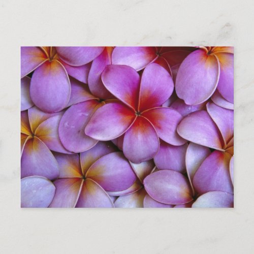 NA USA Maui Hawaii Pink Plumeria blossoms Postcard