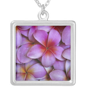 N.A., USA, Maui, Hawaii. Pink Plumeria blossoms. Silver Plated Necklace