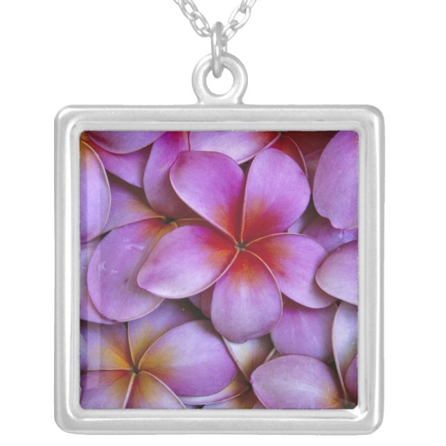 N.A., USA, Maui, Hawaii. Pink Plumeria blossoms. Silver Plated Necklace (Front)