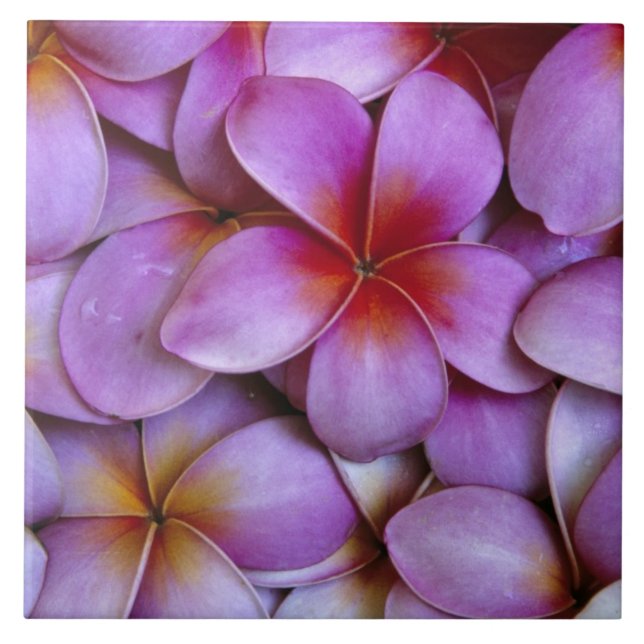 N.A., USA, Maui, Hawaii. Pink Plumeria blossoms. Tile (Front)