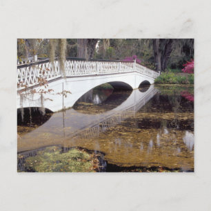 N.A., USA, South Carolina, Charleston. Magnolia Postcard