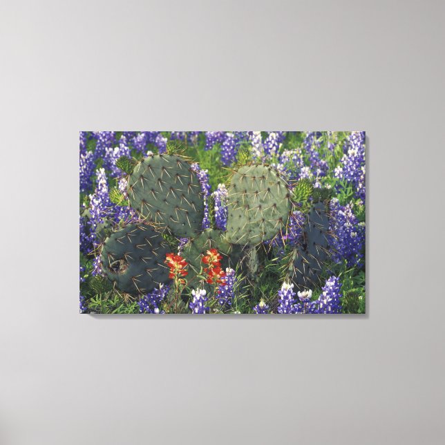 N.A., USA, Texas, Cactus surrounded by Canvas Print (Front)
