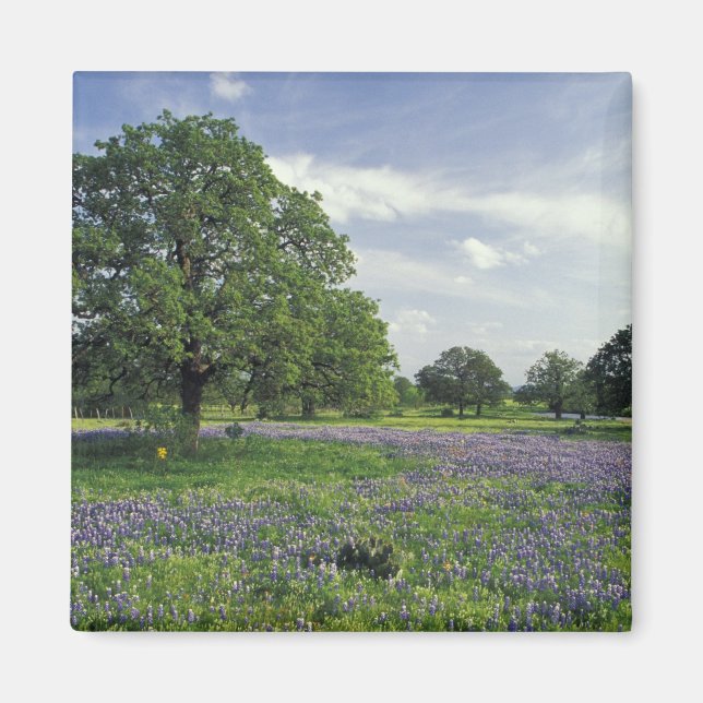 N.A, USA, Texas, Lake Buchanan, Oaks and Blue Magnet (Front)