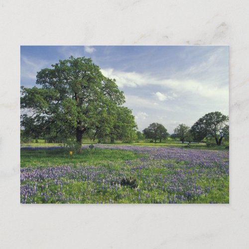 NA USA Texas Lake Buchanan Oaks and Blue Postcard