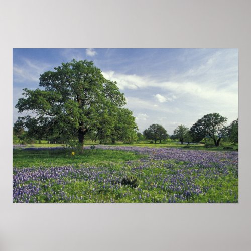 NA USA Texas Lake Buchanan Oaks and Blue Poster