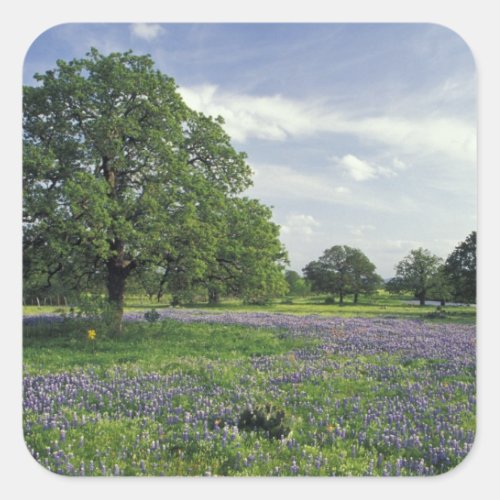 NA USA Texas Lake Buchanan Oaks and Blue Square Sticker