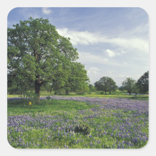 N.A, USA, Texas, Lake Buchanan, Oaks and Blue Square Sticker