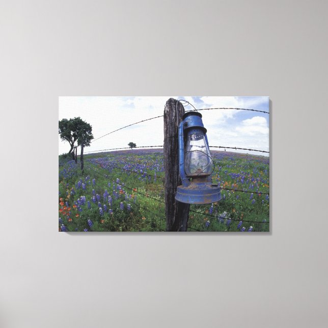 N.A., USA, Texas, Llano, Blue Lantern, Oak tree Canvas Print (Front)