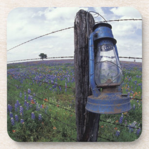 N.A., USA, Texas, Llano, Blue Lantern, Oak tree Coaster