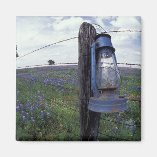 N.A., USA, Texas, Llano, Blue Lantern, Oak tree Magnet