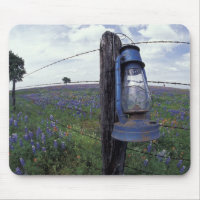 N.A., USA, Texas, Llano, Blue Lantern, Oak tree