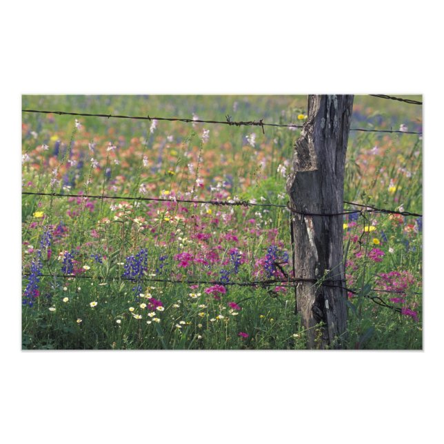 N.A, USA, Texas, Lytle, Fence post and Photo Print (Front)