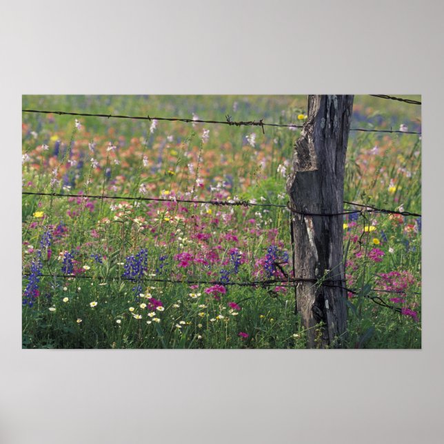 N.A, USA, Texas, Lytle, Fence post and Poster (Front)