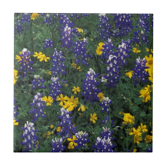 N.A, USA, Texas, Marble Falls, Blue Bonnets Ceramic Tile (Front)
