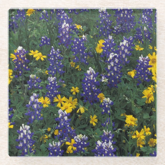 N.A, USA, Texas, Marble Falls, Blue Bonnets Glass Coaster (Front)