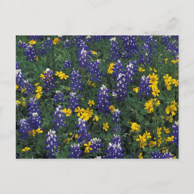 N.A, USA, Texas, Marble Falls, Blue Bonnets Postcard (Front)
