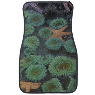 N.A., USA, Washington, Olympic National Park Car Mat