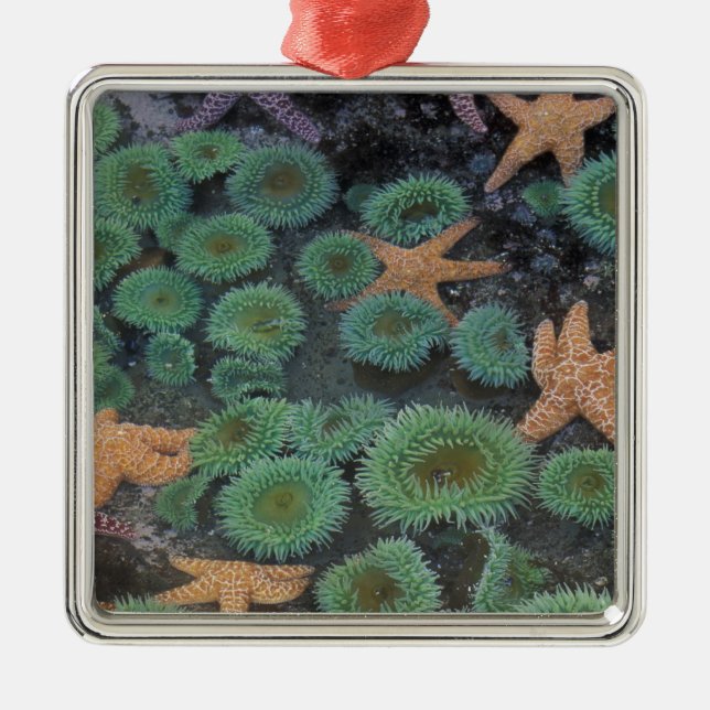 N.A., USA, Washington, Olympic National Park Metal Ornament (Front)
