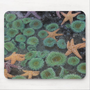 N.A., USA, Washington, Olympic National Park Mouse Pad