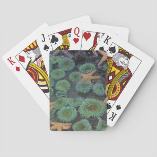 N.A., USA, Washington, Olympic National Park Poker Cards