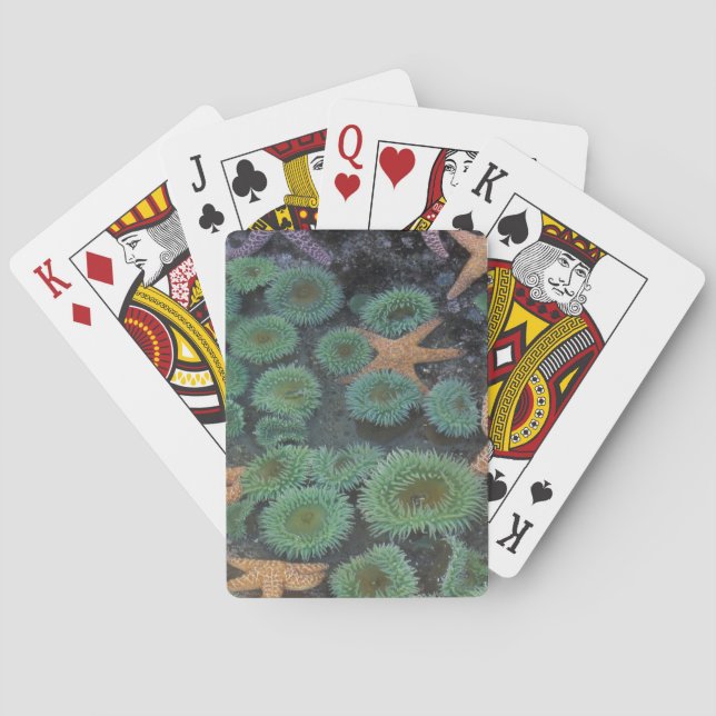 N.A., USA, Washington, Olympic National Park Poker Cards (Back)