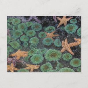 N.A., USA, Washington, Olympic National Park Postcard