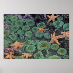 N.A., USA, Washington, Olympic National Park Poster