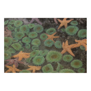 N.A., USA, Washington, Olympic National Park Wood Wall Art