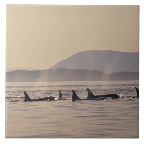 NA USA Washington San Juan Islands Orca Ceramic Tile