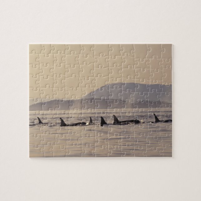 N.A., USA, Washington, San Juan Islands Orca Jigsaw Puzzle (Horizontal)