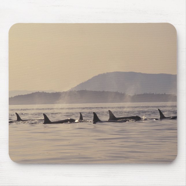 N.A., USA, Washington, San Juan Islands Orca Mouse Pad (Front)