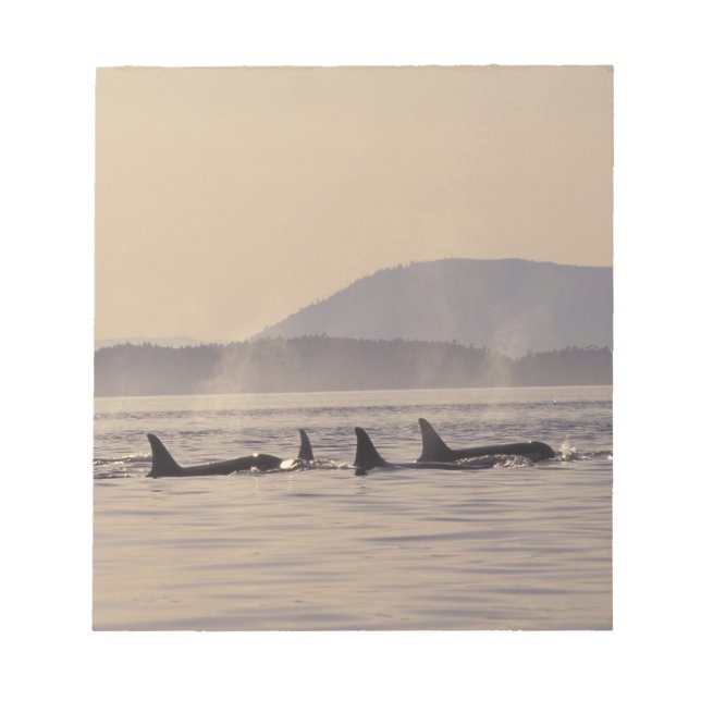 N.A., USA, Washington, San Juan Islands Orca Notepad (Front)